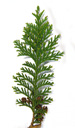 hinoki cypress (chamaecyparis obtusa). 2009-01-26, Pentax W60. keywords: chamaecyparis breviramea, cupressus obtusa, japanese cypress, hinoky-scheinzypresse, muschel-zypresse